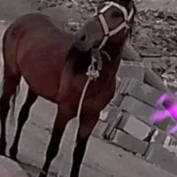 اسب