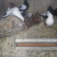 کبوتر|پرنده|اسکو, |دیوار