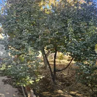 باغ چهاردیواری قلعه سفید