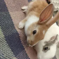 خرگوش|موش و خرگوش|ایوان, |دیوار