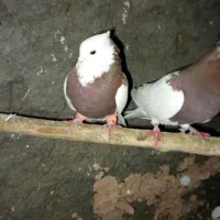 کفتر پرشی|پرنده|زبرخان, |دیوار