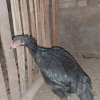 مرغ لاری سیاه|حیوانات مزرعه|ملکان, |دیوار