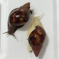 حلزون خانگی آچاتینا