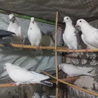 کبوتر پرشی|پرنده|ساوه, |دیوار