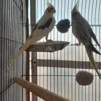 عروس هلندی کار داده
