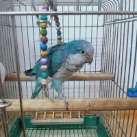 راهب سخنگو|پرنده|شاهرود, |دیوار