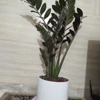 گل زاموفلیا