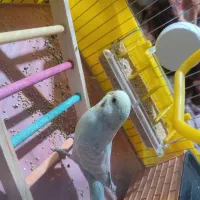 دو عدد مرغ عشق نر ماده|پرنده|جیرفت, |دیوار