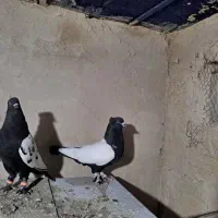 کفتر