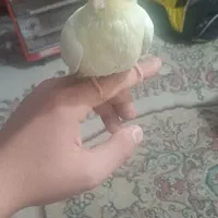 عروس هلندی لوتینو