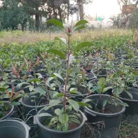 یاس و فتونیا|گل و گیاه طبیعی|کلاچای, |دیوار