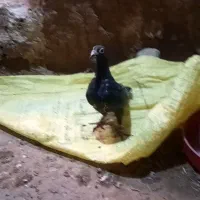 کفتر کاکلی|پرنده|تایباد, |دیوار