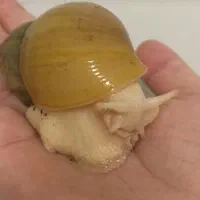 حلزون آچاتینا آلبینو|خزنده|همدان, |دیوار