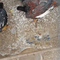 9عدد مرغ وخروس لاری اوشامو