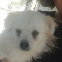 سگ گم شده پامر اشپیتز|حیوانات|هشتگرد, فاز ۱ مهستان|دیوار