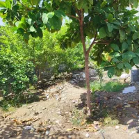 ویلای قلعه قاضی دو طبقه 700متری نوساز500 مترحیاط|فروش خانه و ویلا|تخت, |دیوار