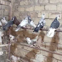 کبوتر پرشی(مایه)