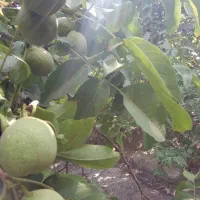 گردو|خوردنی و آشامیدنی|شهرکرد, |دیوار
