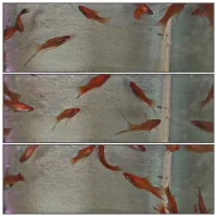 ماهی زینتی|ماهی|ملایر, |دیوار