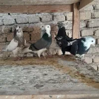 جوجه فروشی|پرنده|کاشان, بازار کاشان|دیوار