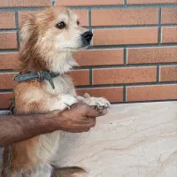 سگ اشپیتز|سگ|کرمان, |دیوار