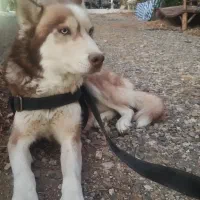 هاسکی قهوه‌ای|سگ|بروجرد, |دیوار