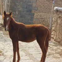 کره اسب ماده|اسب و تجهیزات اسب‌سواری|بجنورد, |دیوار