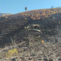 باغ انگور|فروش دفتر صنعتی، کشاورزی، تجاری|مریوان, |دیوار