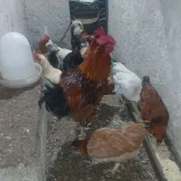 فروش مرغ و خروس|حیوانات مزرعه|بهشهر, |دیوار