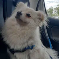 واگذاری سگ|سگ|بندر انزلی, جهانگانی|دیوار