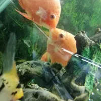 آکواریوم اسکار|ماهی|بیجار, |دیوار