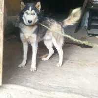 با سلام طوله نژاد هاسگی|سگ|بروجرد, |دیوار