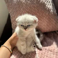 گربه اسکاتیش دبل فولد