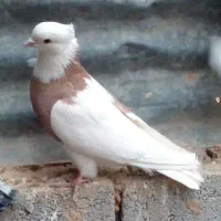 کبوتر طوقی پلاکی نر ،جفت بدرنگ سینه واز