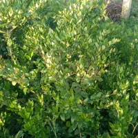 یاس|گل و گیاه طبیعی|واجارگاه, |دیوار