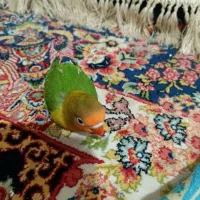 طوطی فیشر برزیلی|پرنده|شوشتر, |دیوار