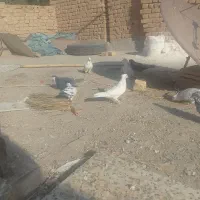 کفتر پرشی|پرنده|یزد, |دیوار