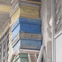 تعداد محدودی کندو توافقی