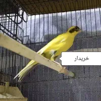 قناری|پرنده|بروجن, |دیوار