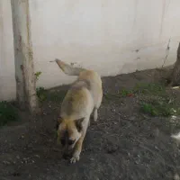 سگ ژرمن|سگ|شاندیز, |دیوار
