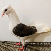 کبوتر پشتی هفترنگ معاوضه با جوجه گیرینچیک|پرنده|مشهد, انقلاب|دیوار