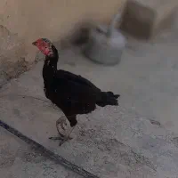 لاری