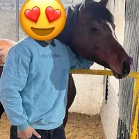 اسبعربمصری|اسب و تجهیزات اسبسواری|باقرشهر, |دیوار