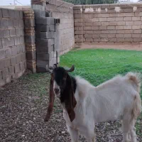 فروش|حیوانات مزرعه|گتوند, |دیوار