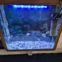 اکواریوم|ماهی|اصفهان, ارغوانیه|دیوار