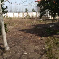 هرس کاری وبیل زنی و گل کاری و گیاه کاری|خدمات باغبانی و درختکاری|هشتگرد, قاسم آباد بزرگ|دیوار