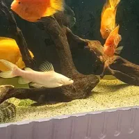 ردتیل دراگون البینو اسیایی|ماهی|تبریز, |دیوار