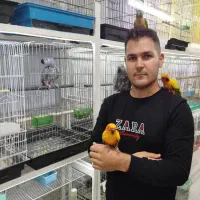 کاسکو خورشیدی گرینچیک در پرنده سرای ابوالفضل|پرنده|قائمشهر, |دیوار