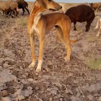 سگ شکاری تازی
