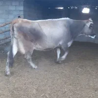 گاوسویسی باگوساله فروشی